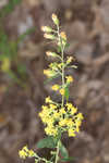 Buckley's goldenrod 